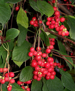 Schisandra chinensis Fruit Extract