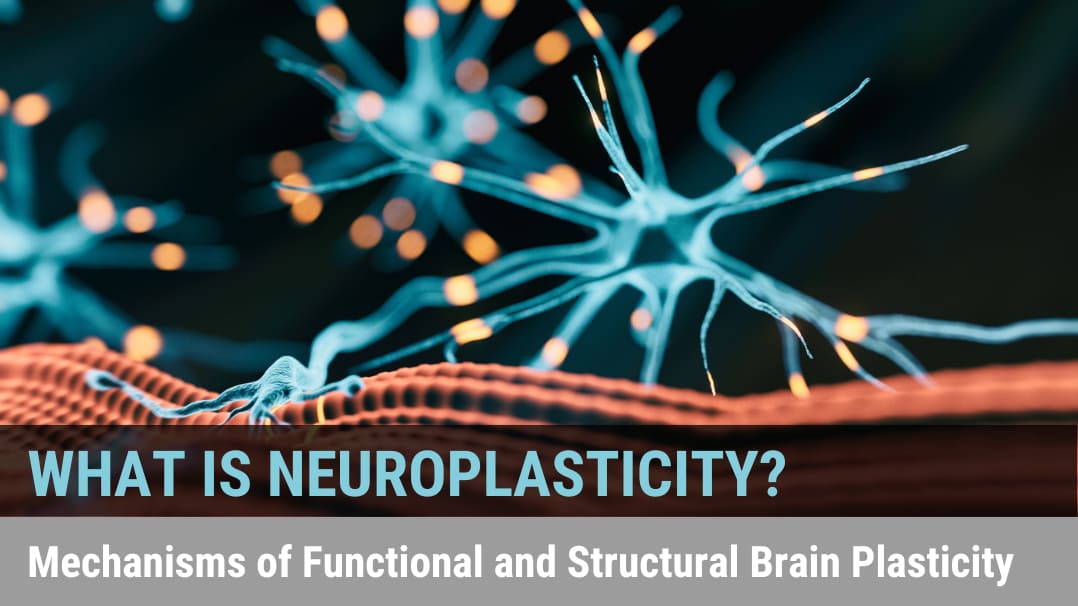 What is Neuroplasticity?—Mechanisms of Functional and Structural Brain Plasticity 