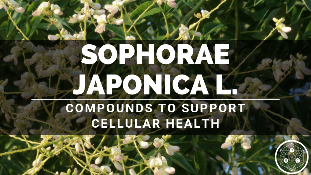 Sophorae japonica L. Flower Extract: Sources and Benefits