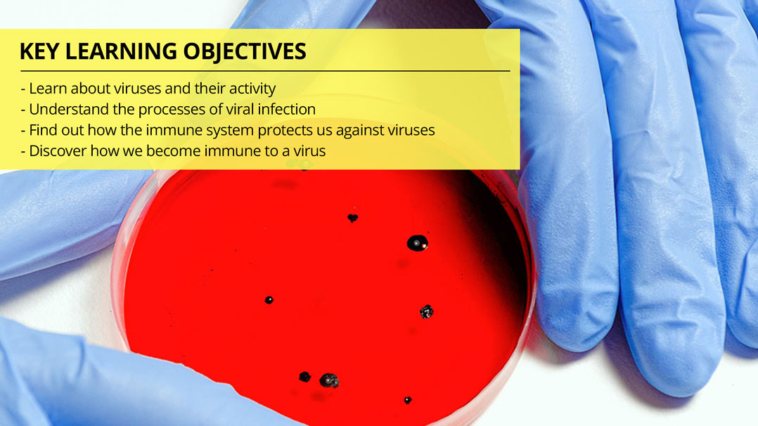 Antiviral Immunity: Understanding Viruses and How the Immune System Responds to Viral Infections