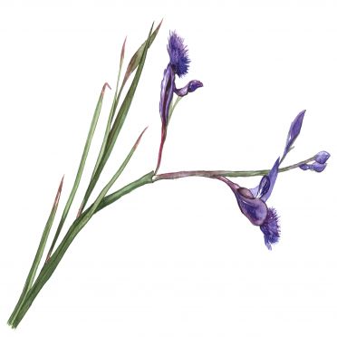 Polygala tenuifolia Root Extract