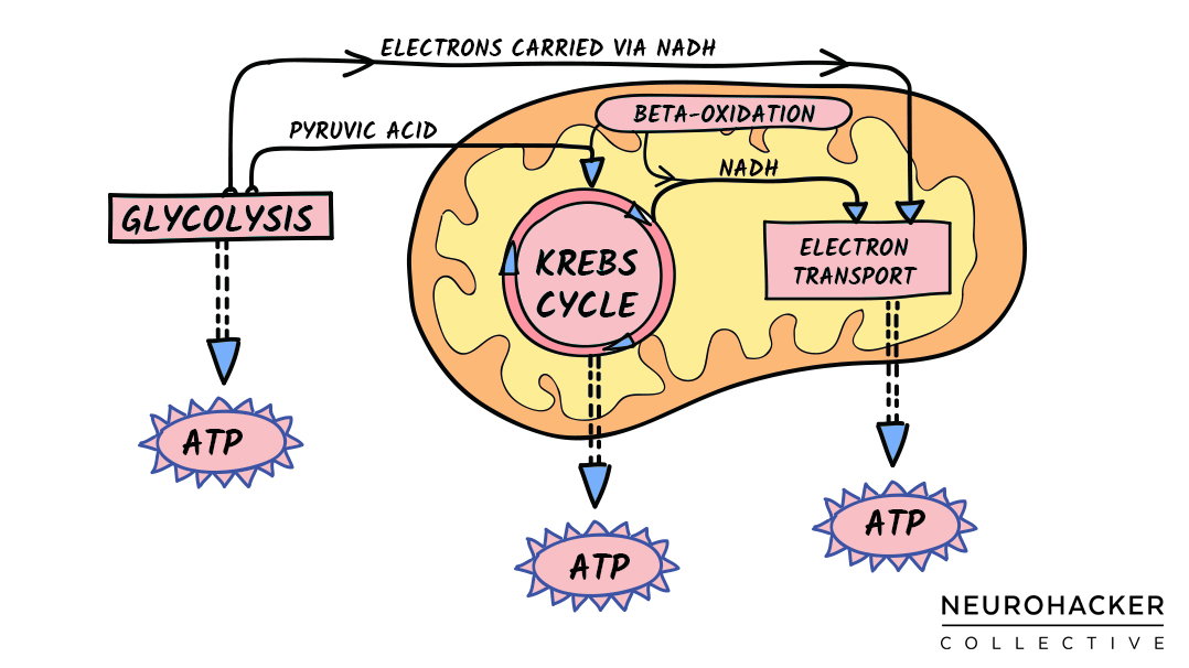 Image 10. Linked ATP Pathways