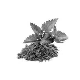 Holy Basil (Ocimum sanctum) Leaf Extract