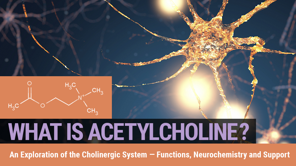 What is Acetylcholine? An Exploration of the Cholinergic system — Functions, Neurochemistry and Support