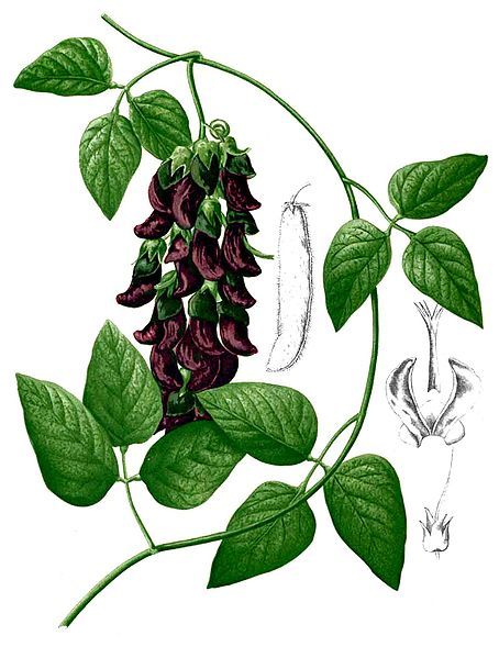 Mucuna Pruriens Extract