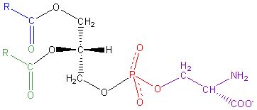 Phosphatidylserine (from sunflower lecithin)