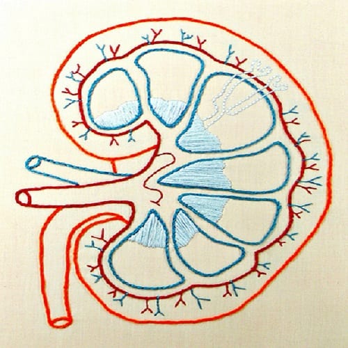 Taking Care of Your Kidneys The Key to Your Daily Productivity | ProductiveMuslim