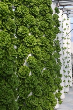 ProductiveMuslim Vertical Gardening Take it to New Heights Aeroponics