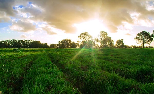 Your Guide to a Productive ‘First Garden’ Experience | Productive Muslim