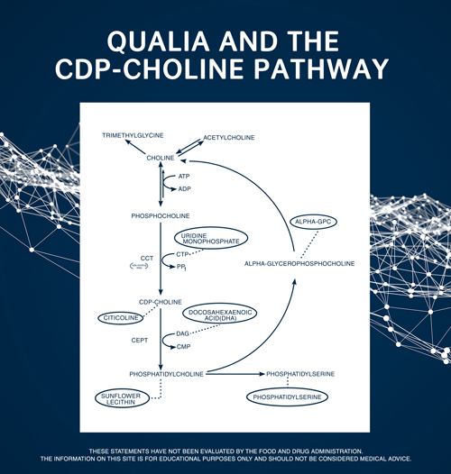 Qualia and the CDP-Choline Pathway