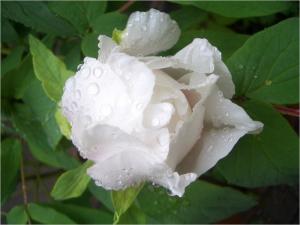 White Peony (Paeonia lactiflora) Root Extract