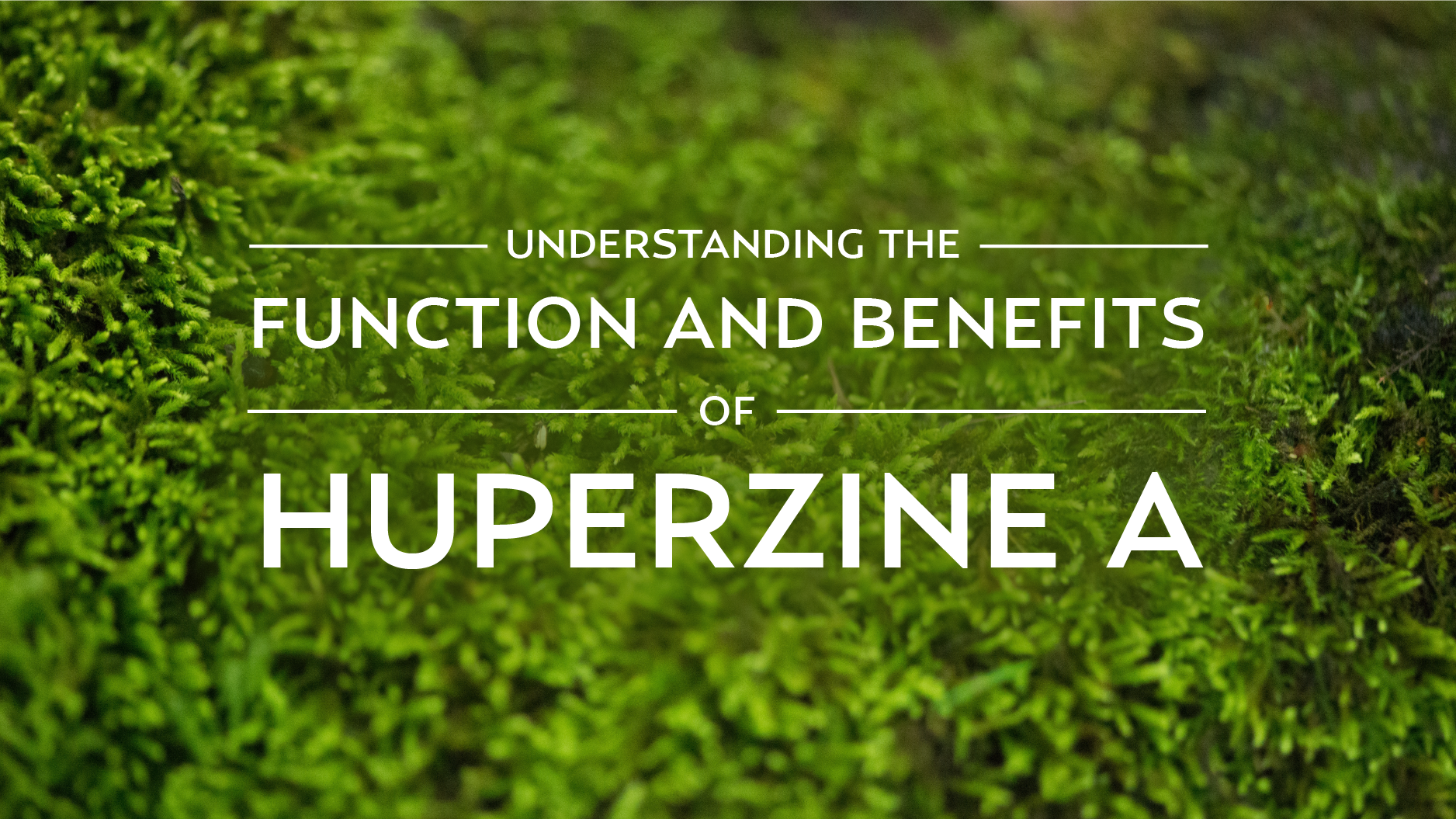 Understanding the Function and Benefits of Huperzine A