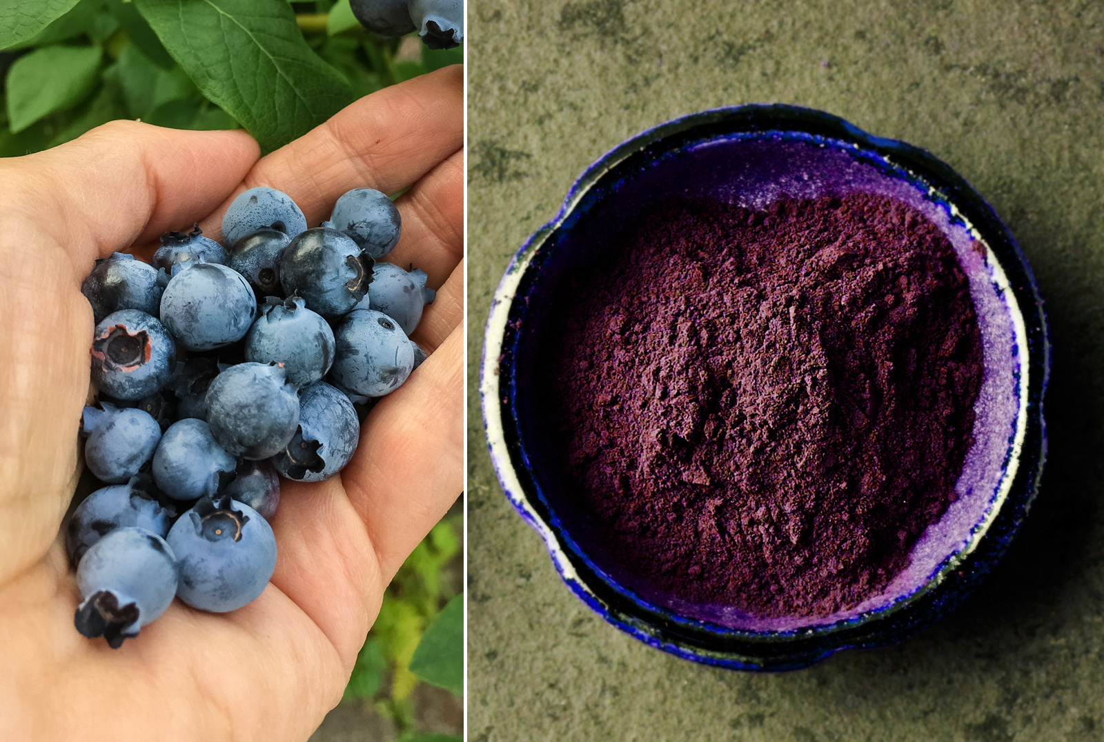 Wild Blueberry Fruit Extract