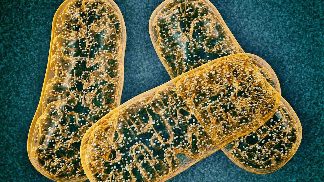 Mitochondria: Exploring 5 Lifestyle Habits to Benefit Cell Health