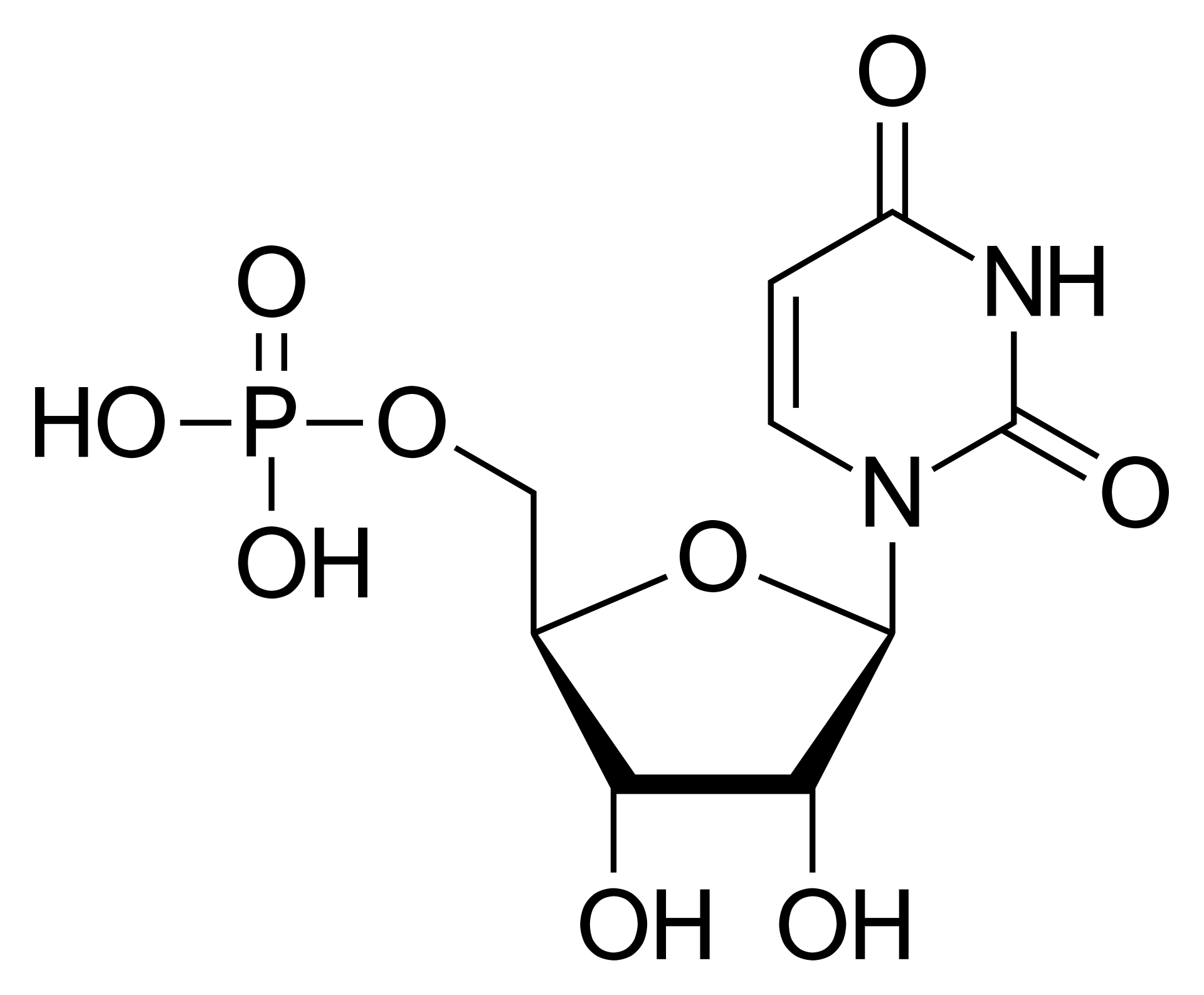 Uridine Monophosphate