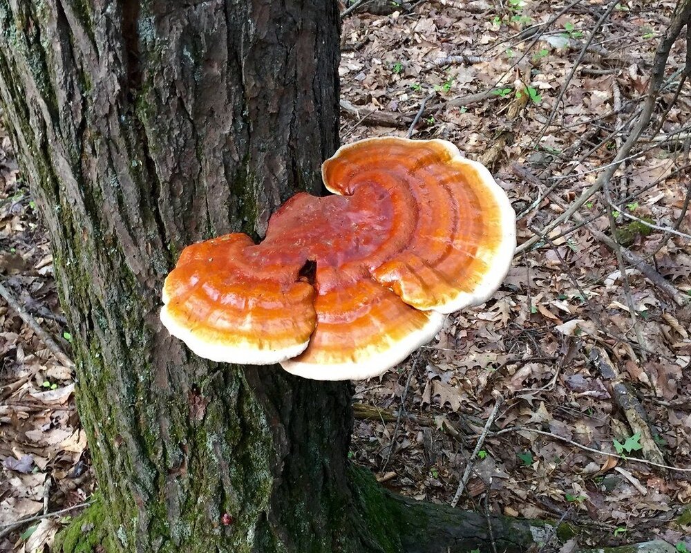 Reishi Mushroom (Ganoderma lucidum) Fruiting Body Extract