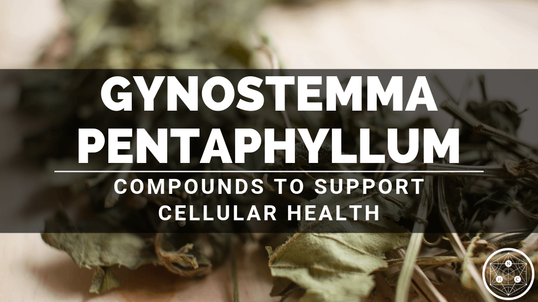 Benefits of Gynostemma pentaphyllum Whole Herb Extract