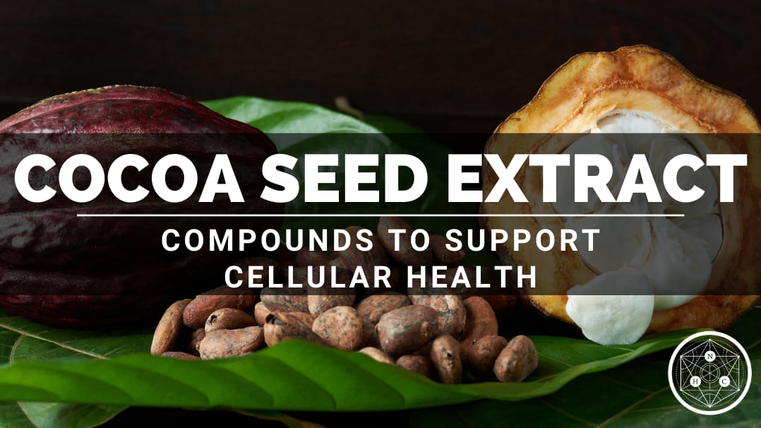 Theobroma cacao Seed Extract: Sources And Benefits